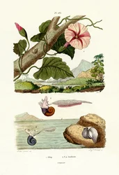 Jalape